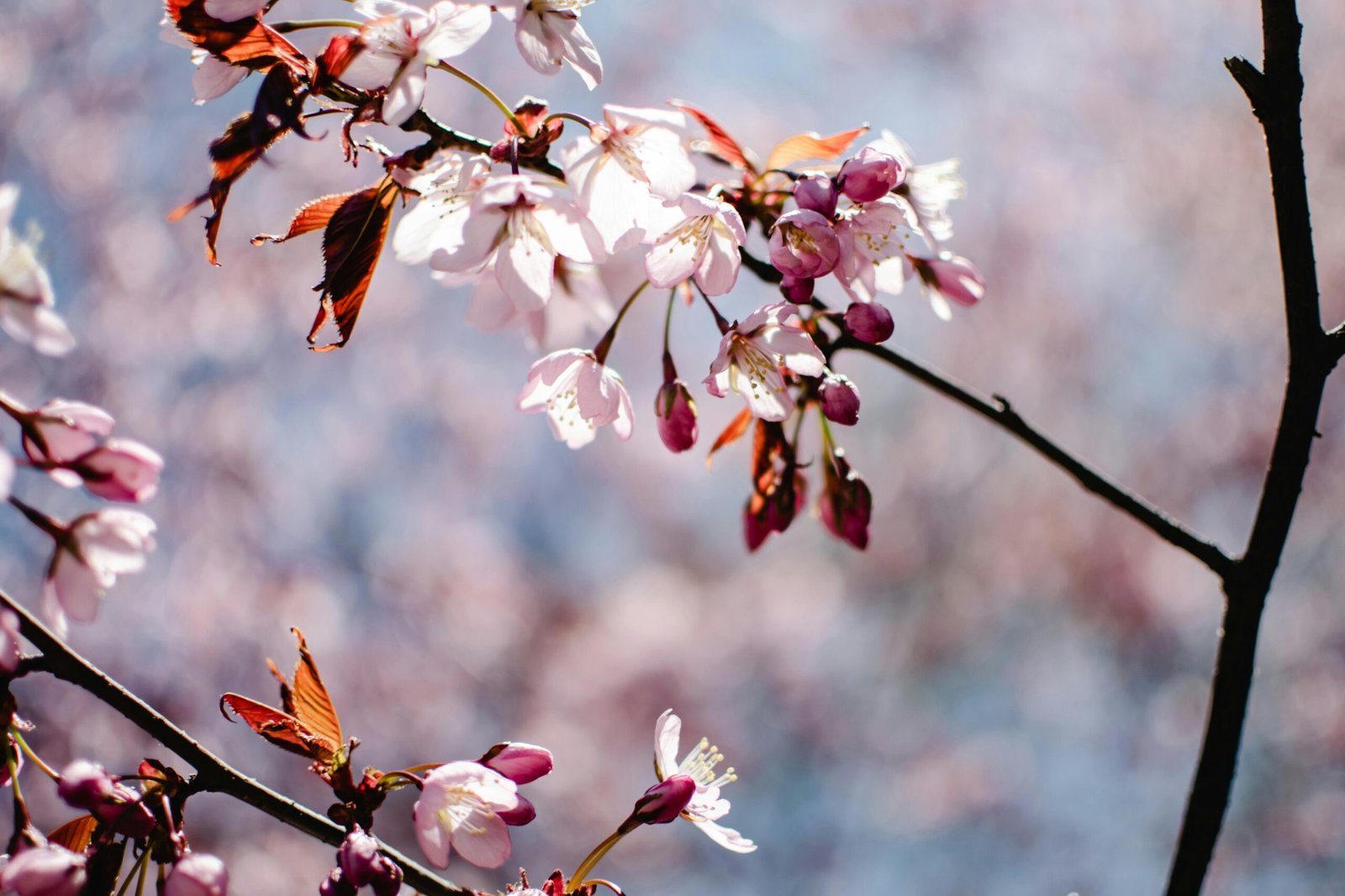 In the Shade of Sakura – Japan’s Hanami Tradition Unveiled